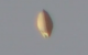 UFO/OVNI captured on film over Tijuana, Mexico