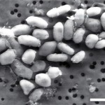 bacteria